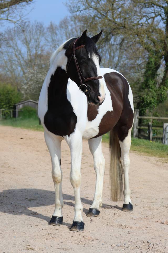 Caballo castrado Zangersheide En venta 2022 P&iacute;o por DAILY MAGIC DE ROCK 1 Z