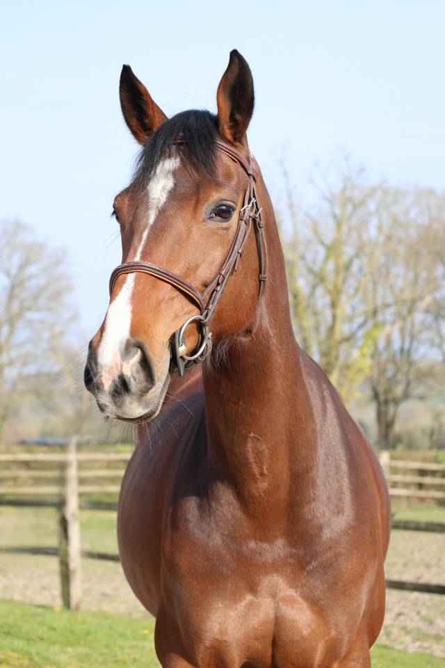 Yegua Silla Franc&eacute;s En venta 2017 Bayo moreno por CONTENDRO