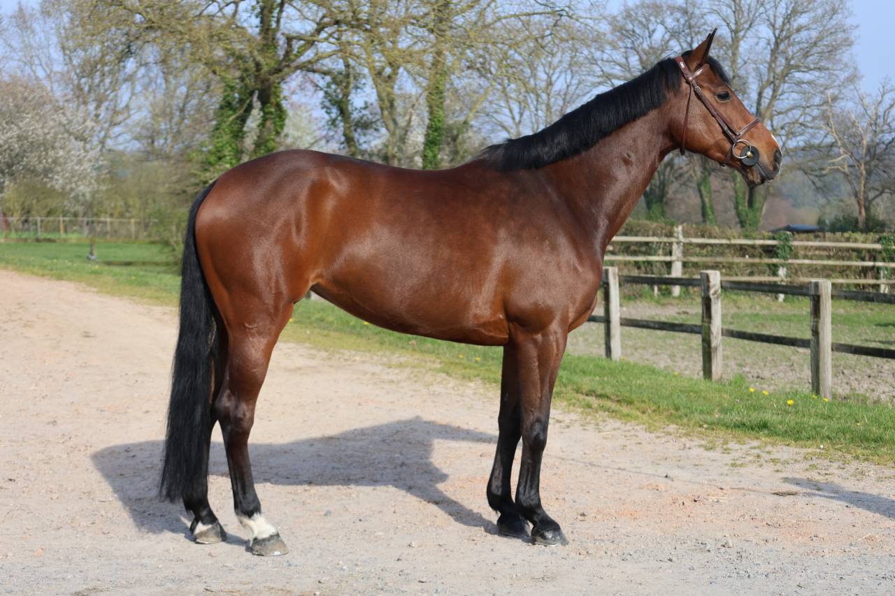 Yegua Silla Franc&eacute;s En venta 2017 Bayo moreno por CONTENDRO