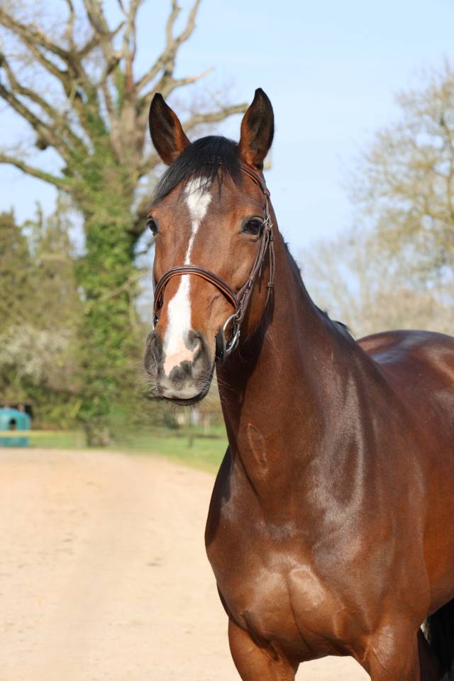 Yegua Silla Franc&eacute;s En venta 2017 Bayo moreno por CONTENDRO