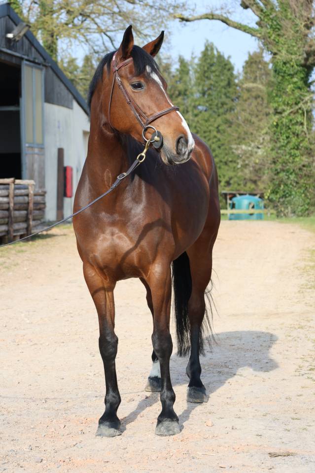 Yegua Silla Franc&eacute;s En venta 2017 Bayo moreno por CONTENDRO