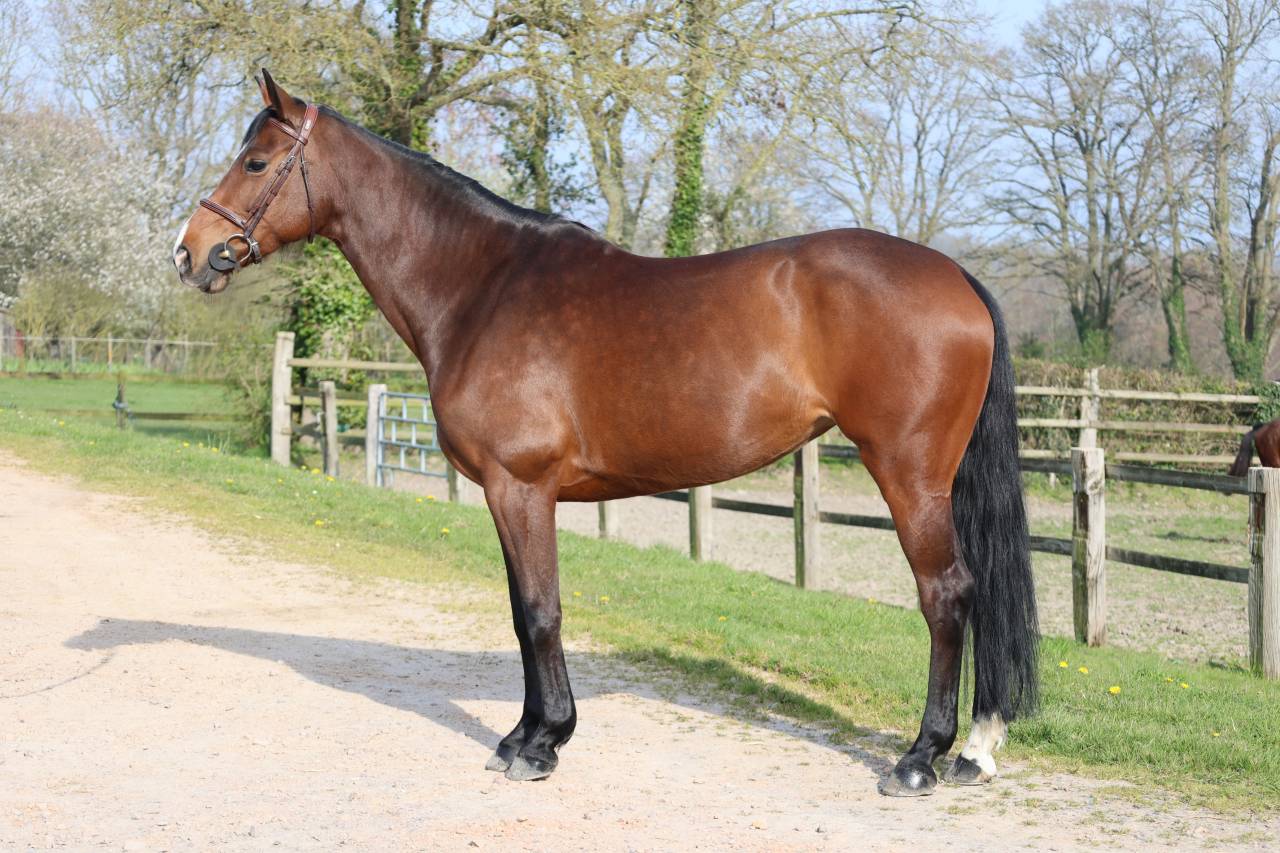 Yegua Silla Franc&eacute;s En venta 2017 Bayo moreno por CONTENDRO