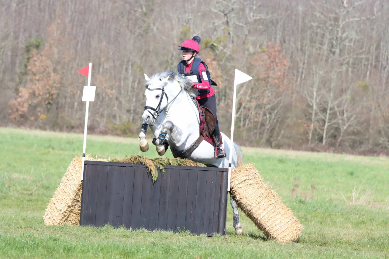 Semental New Forest En venta 2019 Tordo