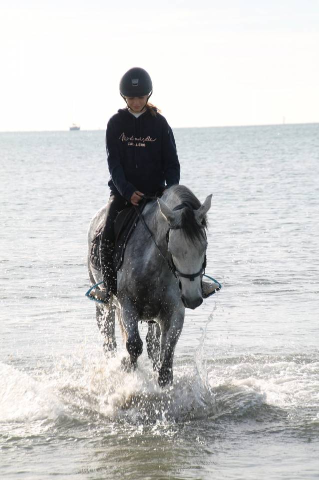 Yegua PFS Poni Fran&ccedil;&eacute;s de Silla En venta 2015 Tordo