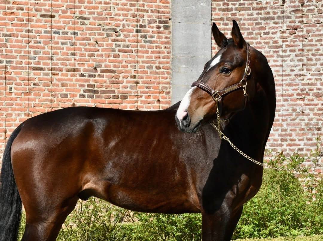 Caballo castrado Origine Constat&eacute;e En venta 2019 Bayo moreno