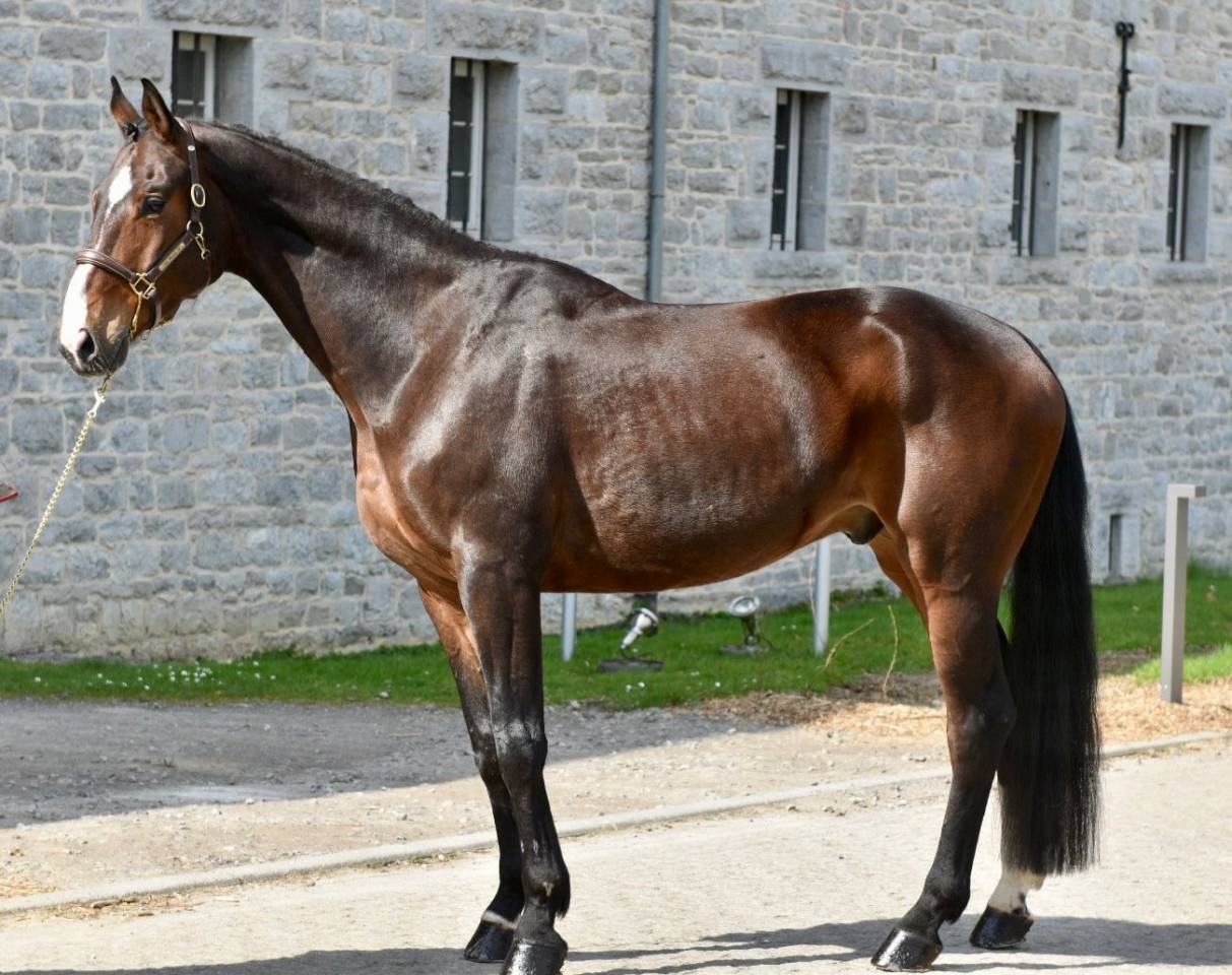 Caballo castrado Origine Constat&eacute;e En venta 2019 Bayo moreno
