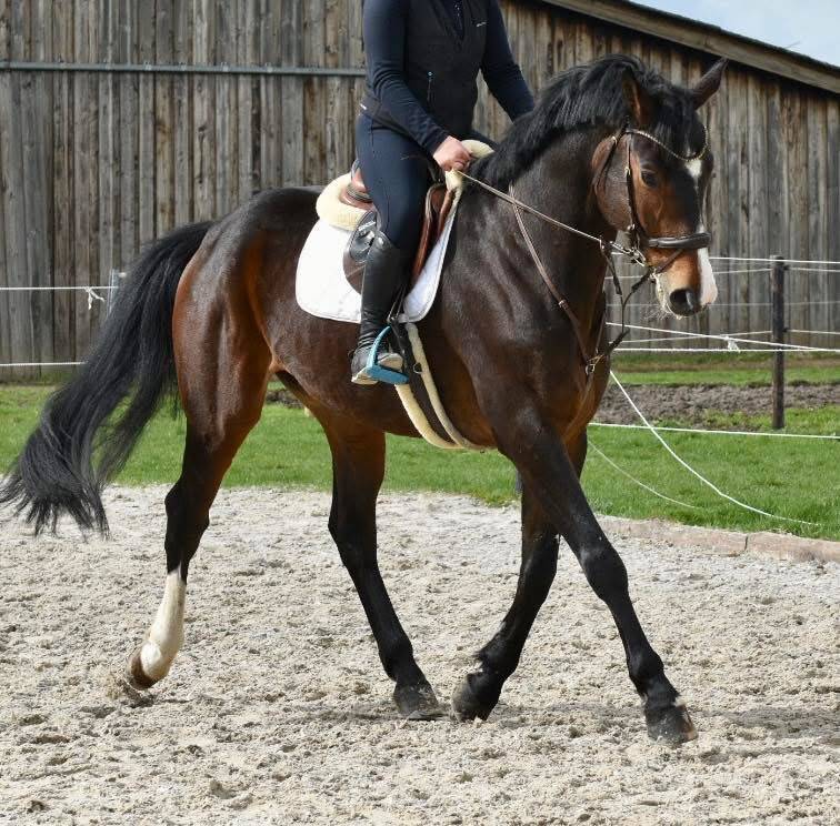 Caballo castrado Origine Constat&eacute;e En venta 2019 Bayo moreno