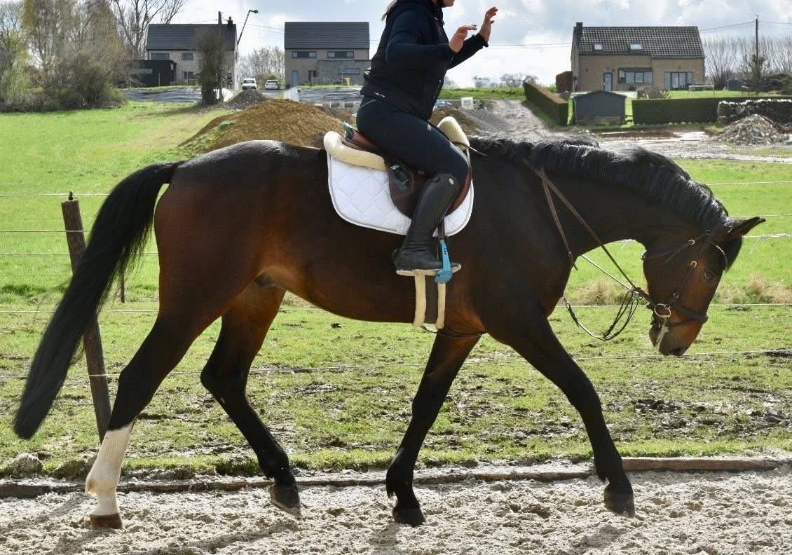 Caballo castrado Origine Constat&eacute;e En venta 2019 Bayo moreno