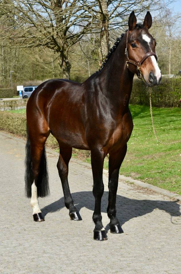 Caballo castrado Origine Constat&eacute;e En venta 2019 Bayo moreno