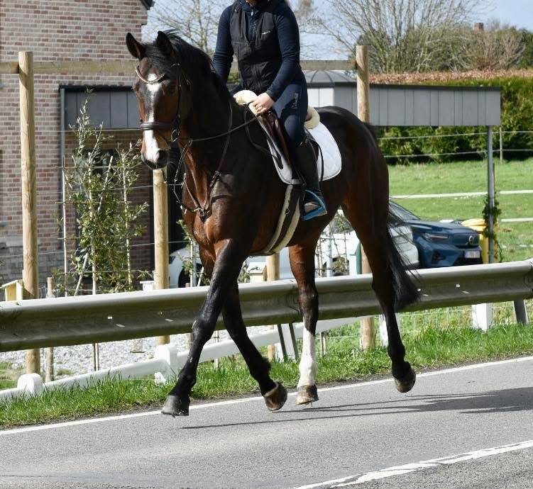 Caballo castrado Origine Constat&eacute;e En venta 2019 Bayo moreno