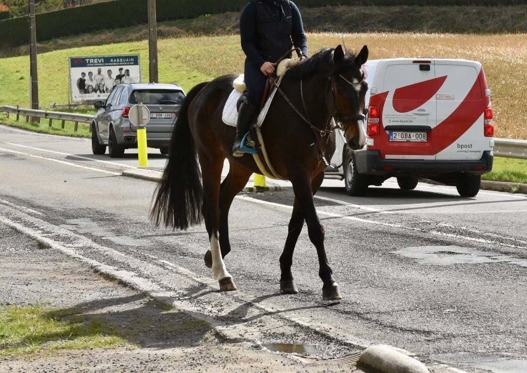 Caballo castrado Origine Constat&eacute;e En venta 2019 Bayo moreno