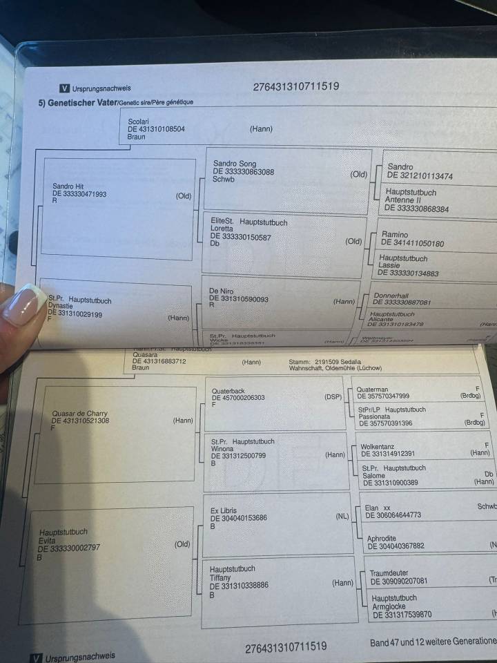 Caballo castrado Origine Constat&eacute;e En venta 2019 Bayo moreno