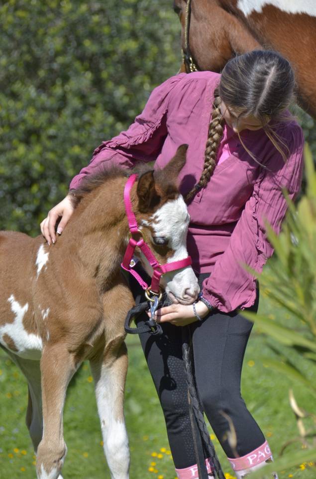 Potranca Media Sangre Arabe En venta 2026 Otra capa
