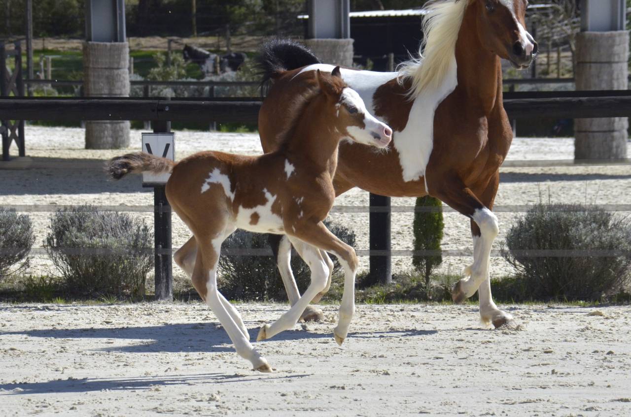 Potranca Media Sangre Arabe En venta 2026 Otra capa