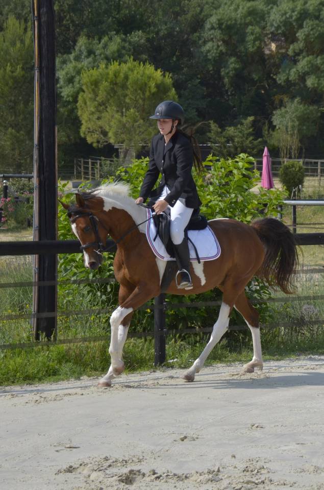 Potranca Media Sangre Arabe En venta 2026 Otra capa