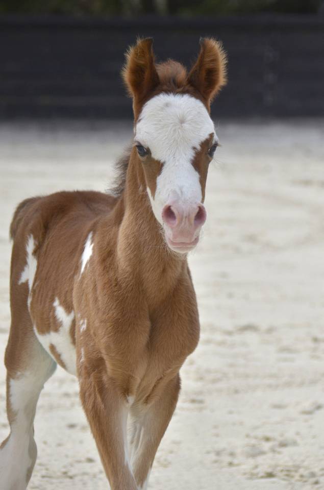 Potranca Media Sangre Arabe En venta 2026 Otra capa