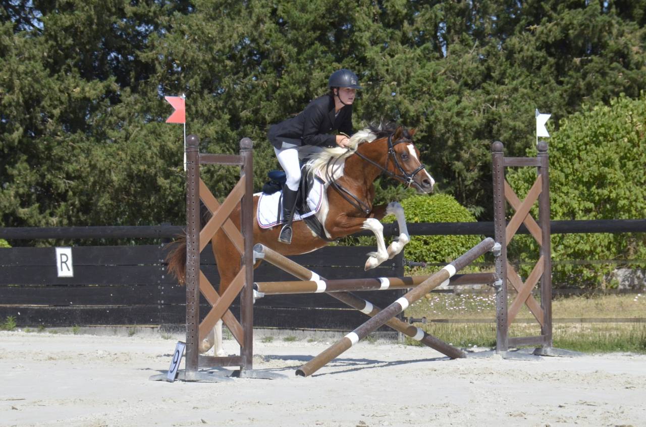 Potranca Media Sangre Arabe En venta 2026 Otra capa