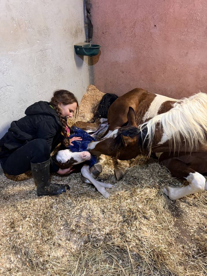 Potranca Media Sangre Arabe En venta 2026 Otra capa