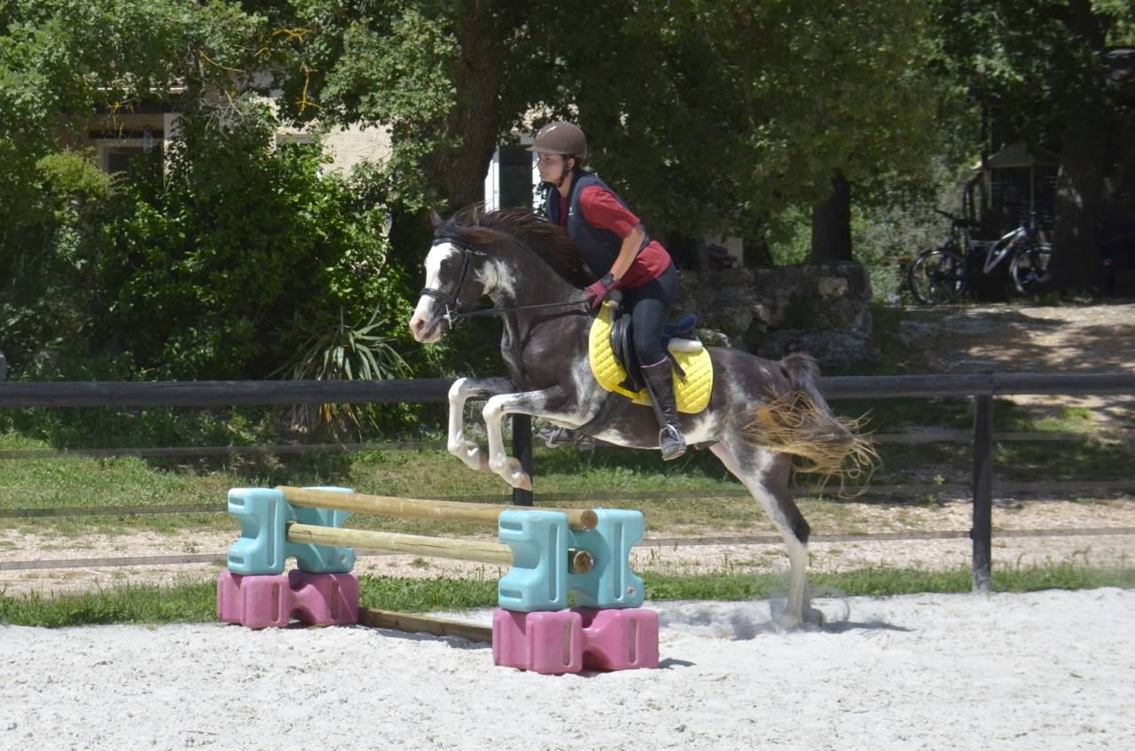 Potranca Media Sangre Arabe En venta 2026 Otra capa