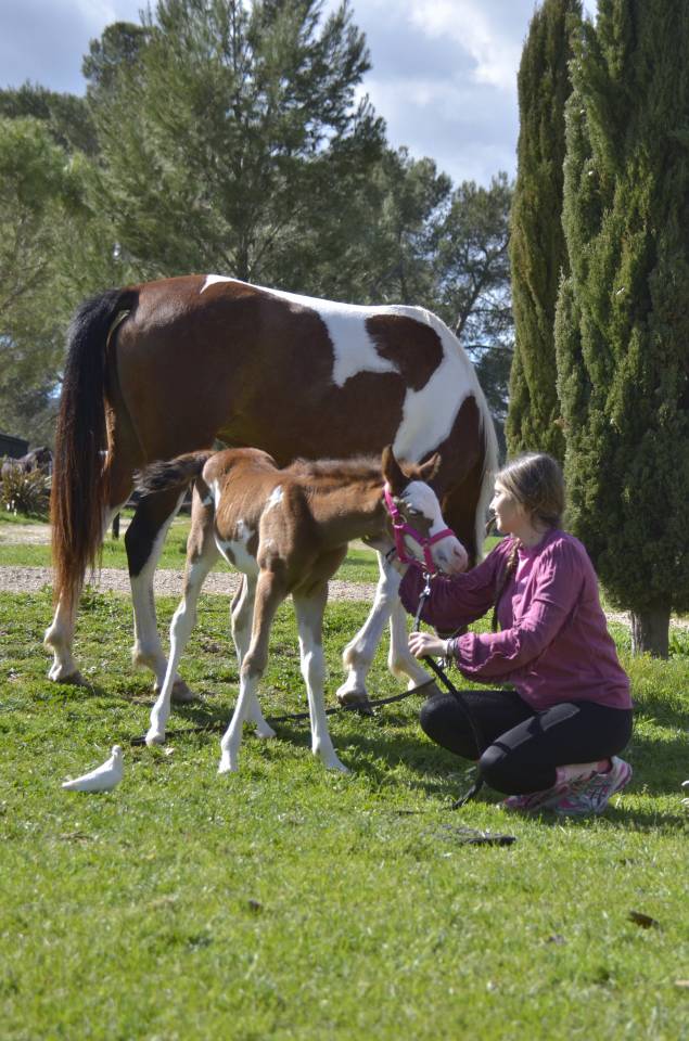 Potranca Media Sangre Arabe En venta 2026 Otra capa