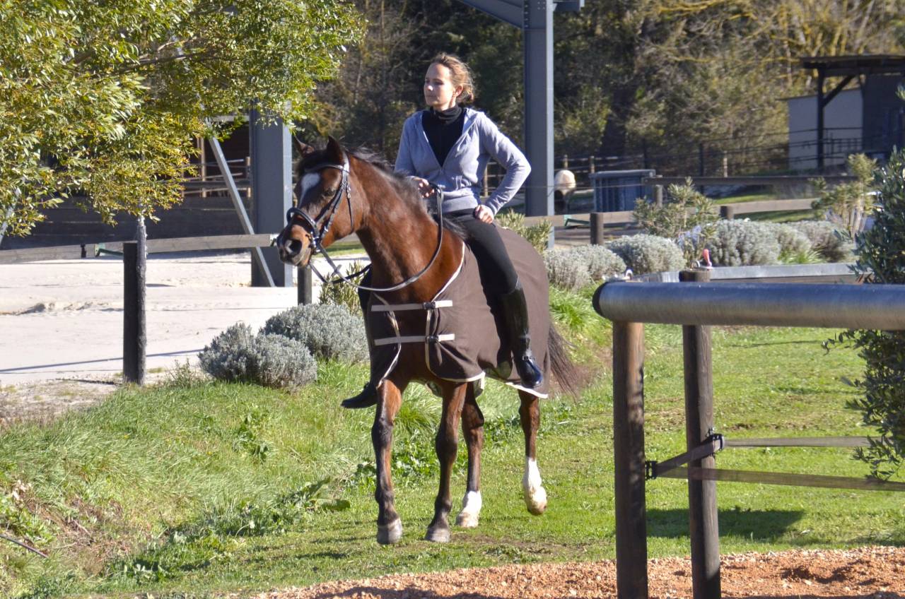 Yegua Pura Sangre Arabe En venta 2013 Bayo por PSYTADEL