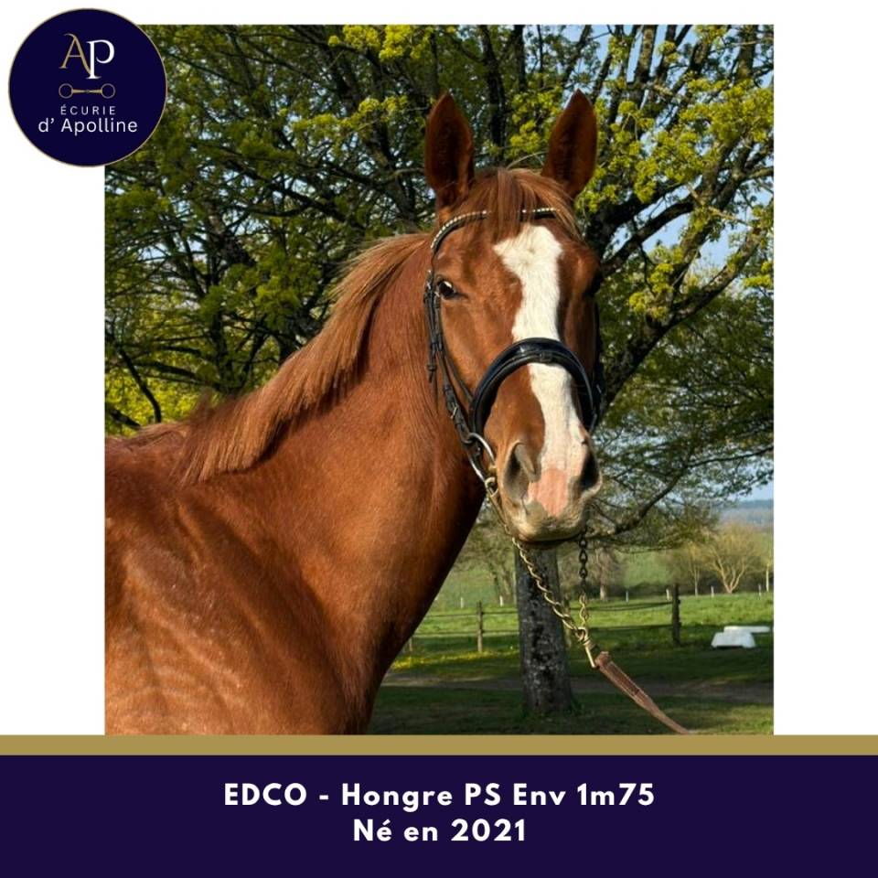 Caballo castrado Pura Sangre En venta 2021 Alaz&aacute;n