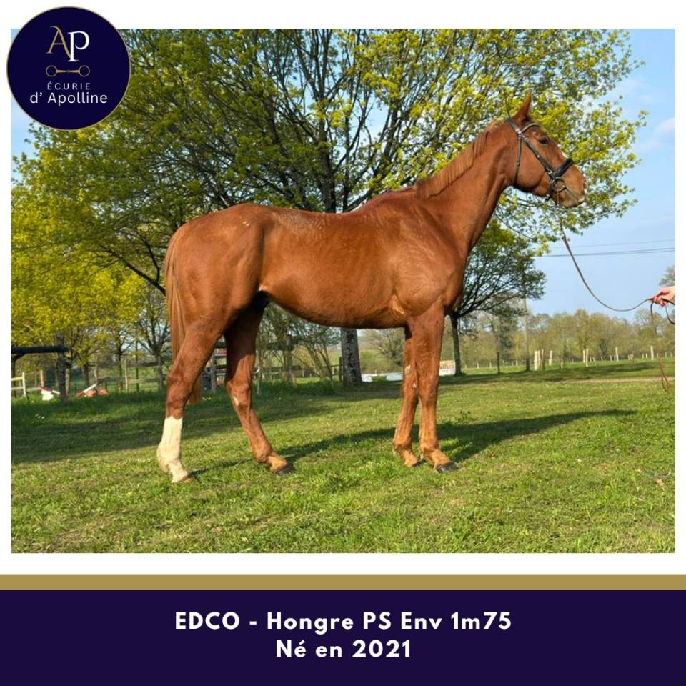 Caballo castrado Pura Sangre En venta 2021 Alaz&aacute;n