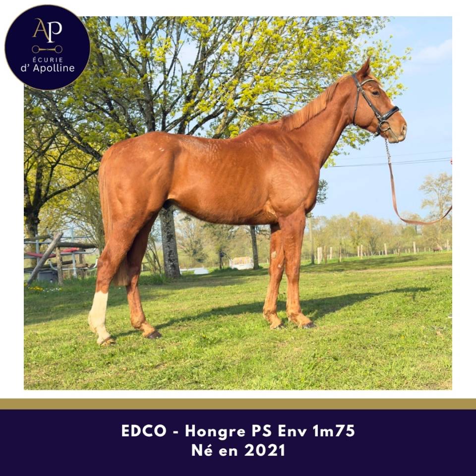 Caballo castrado Pura Sangre En venta 2021 Alaz&aacute;n