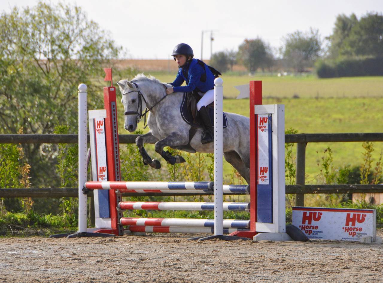 Caballo castrado PFS Poni Fran&ccedil;&eacute;s de Silla En venta 2014 Tordo