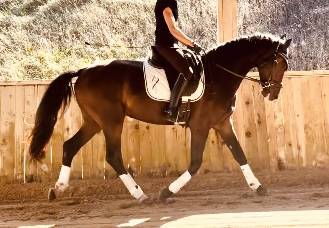 Caballo castrado KWPN Caballo de Deporte Neerland&eacute;s En venta 2023 Bayo moreno por Blue Hors Santiano