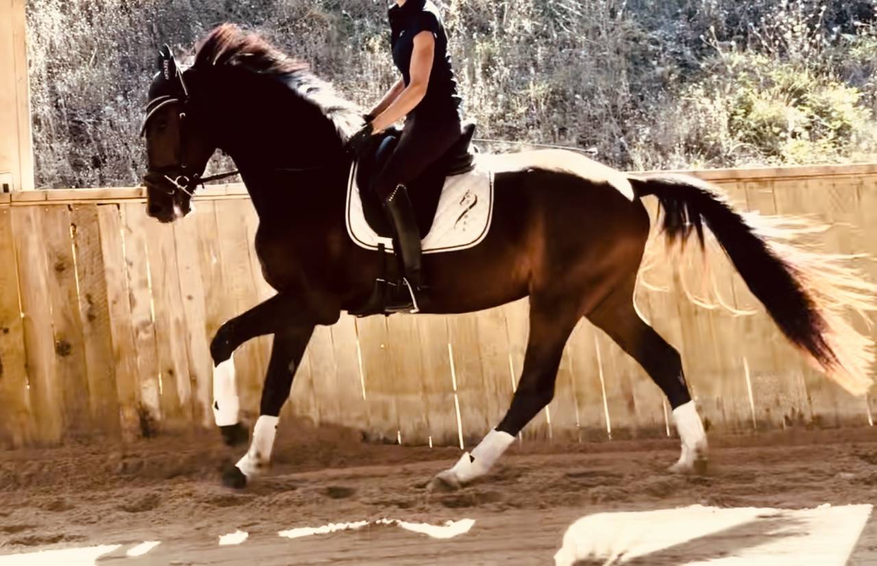 Caballo castrado KWPN Caballo de Deporte Neerland&eacute;s En venta 2023 Bayo moreno por Blue Hors Santiano
