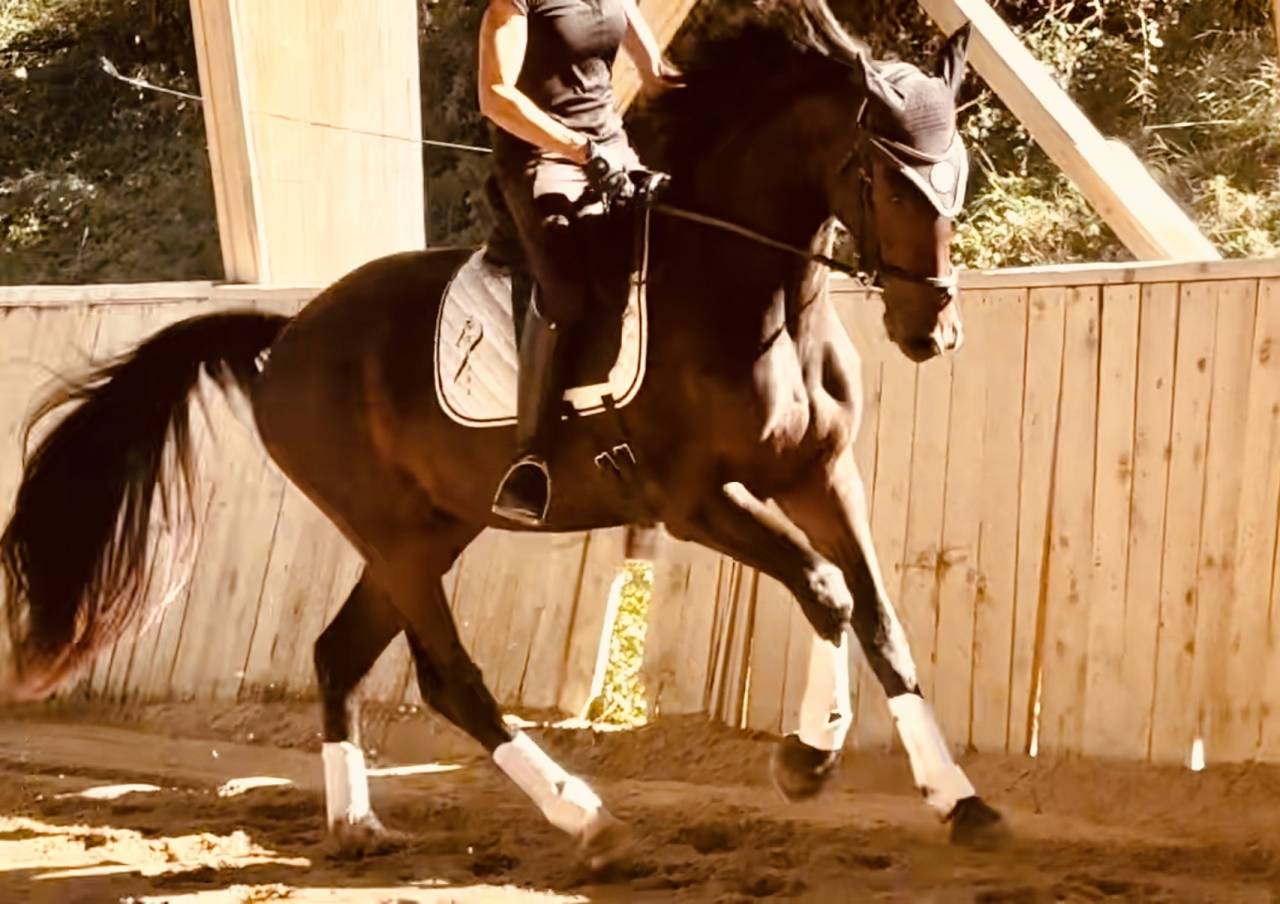 Caballo castrado KWPN Caballo de Deporte Neerland&eacute;s En venta 2023 Bayo moreno por Blue Hors Santiano