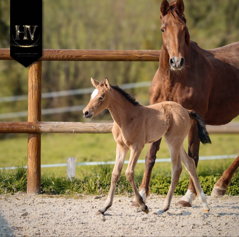 Potranca KWPN Caballo de Deporte Neerland&eacute;s En venta 2026 Isabelo por Qatar LP