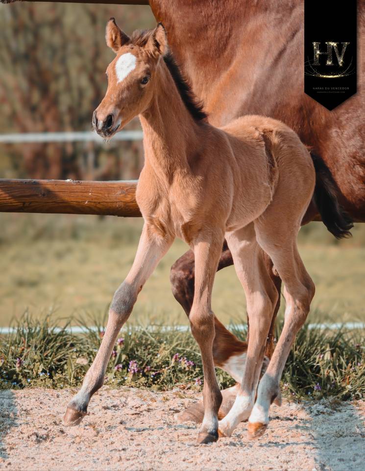 Potranca KWPN Caballo de Deporte Neerland&eacute;s En venta 2026 Isabelo por Qatar LP