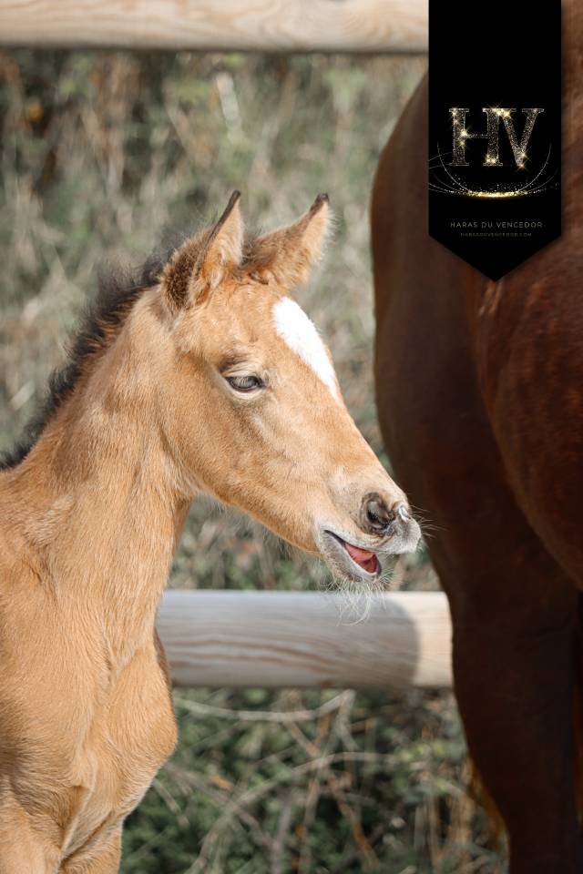 Potranca KWPN Caballo de Deporte Neerland&eacute;s En venta 2026 Isabelo por Qatar LP