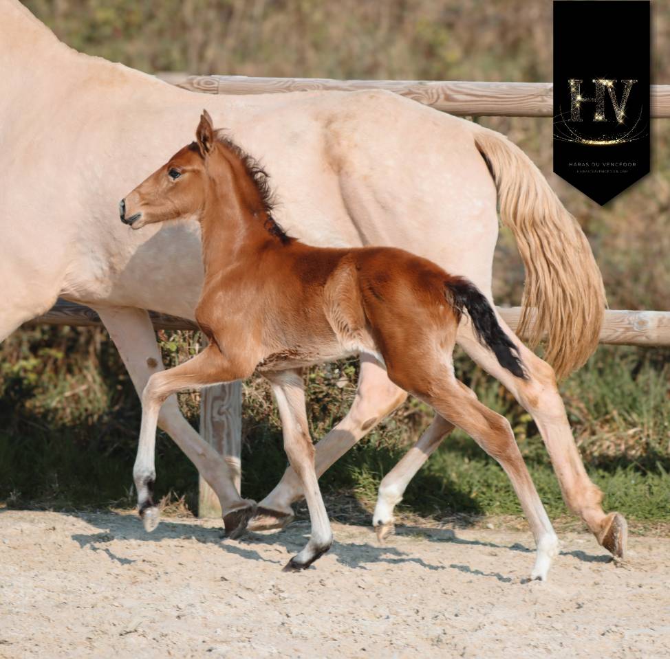 Potro Lusitano En venta 2026 Isabelo por Rei Du Parc