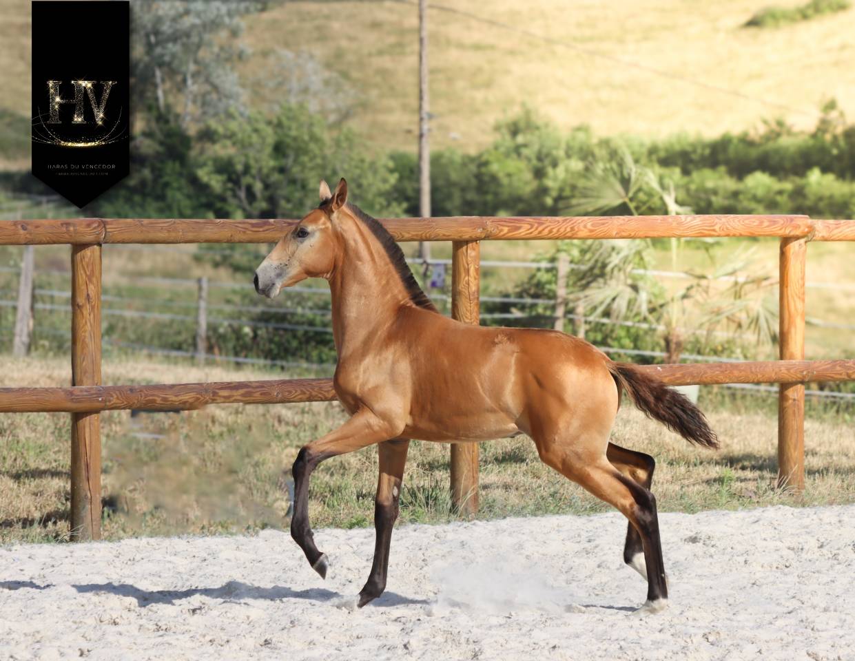 Potro Lusitano En venta 2026 Isabelo por Rei Du Parc