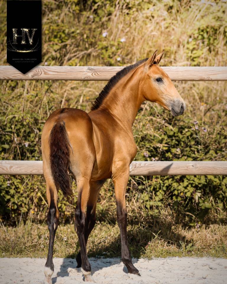 Potro Lusitano En venta 2026 Isabelo por Rei Du Parc