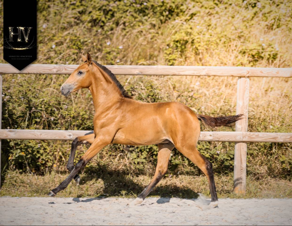 Potro Lusitano En venta 2026 Isabelo por Rei Du Parc