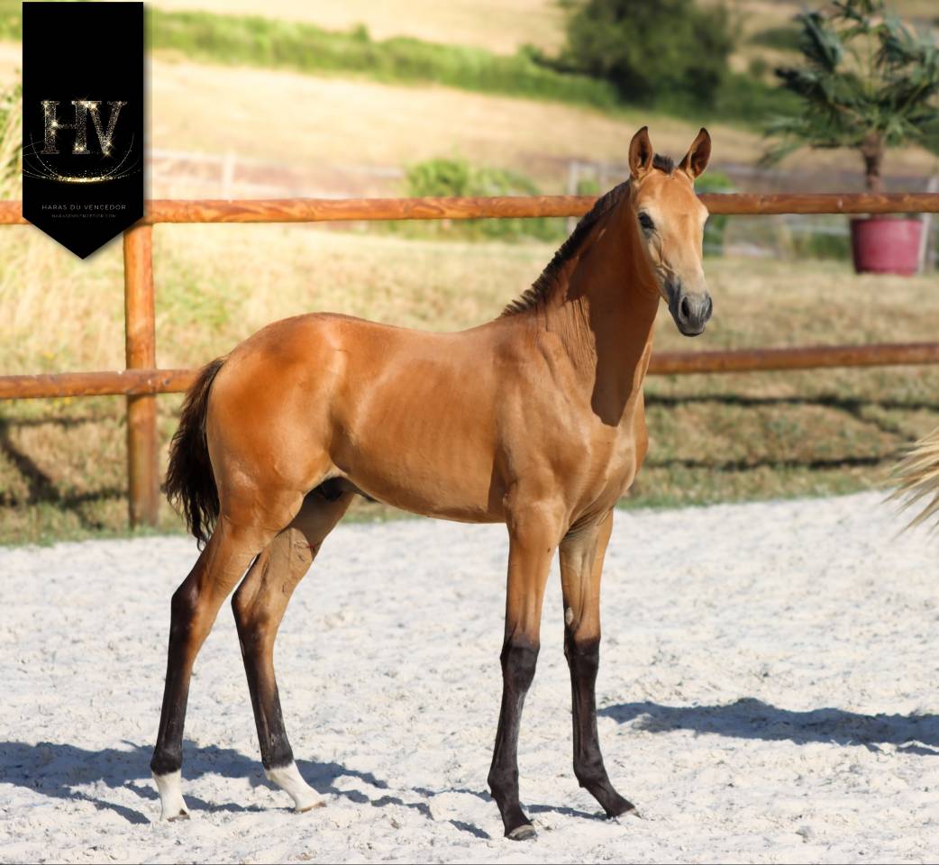 Potro Lusitano En venta 2026 Isabelo por Rei Du Parc