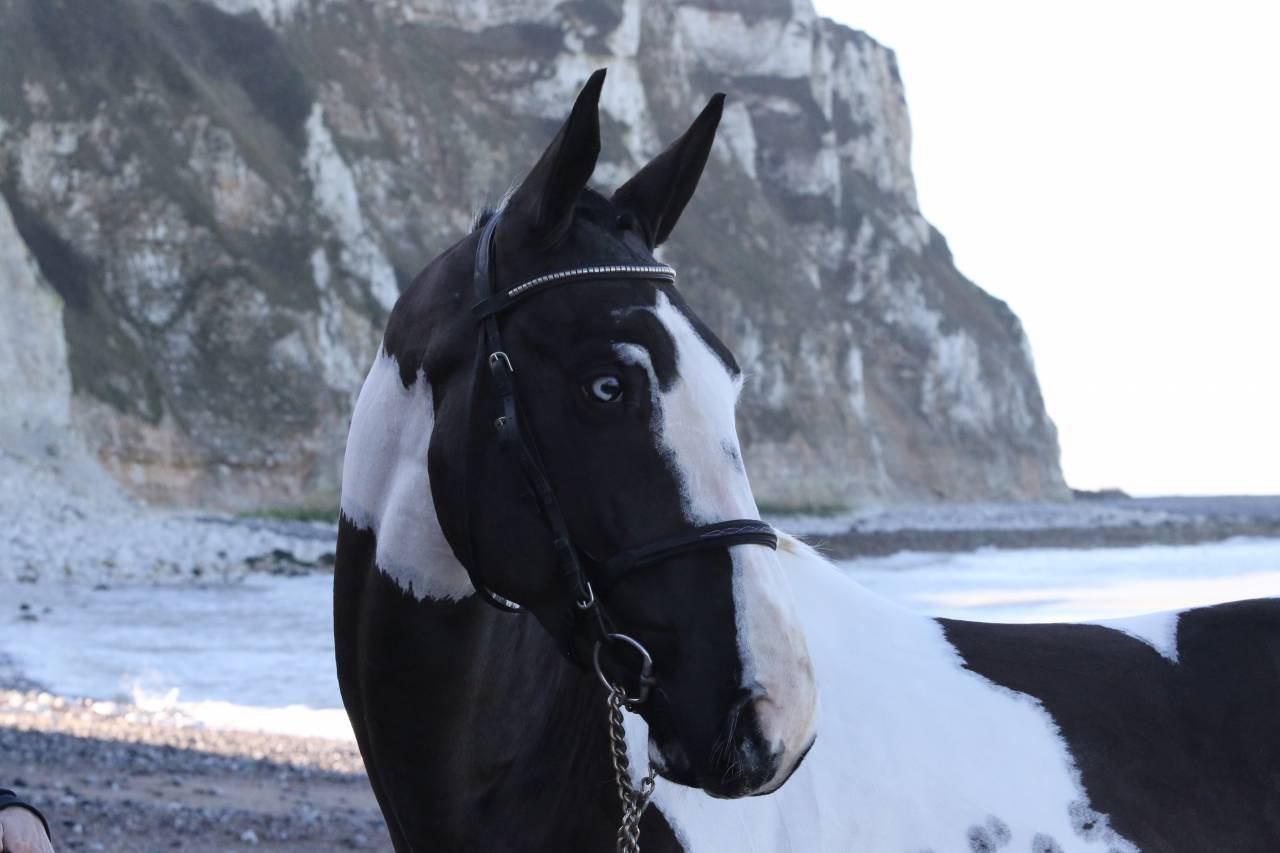 LINVICTUS D'ENJOY - AES Anglo European Studbook 2021