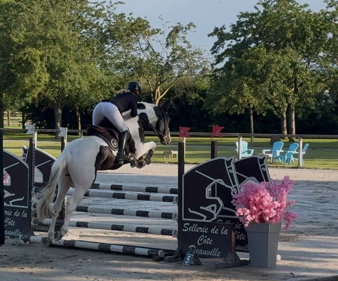 LINVICTUS D'ENJOY - AES Anglo European Studbook 2021