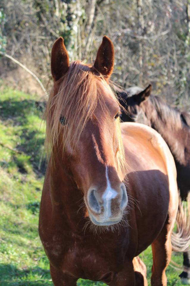 Caballo castrado Pura Sangre Arabe En venta 2020 Alaz&aacute;n por AVALON CRAZY