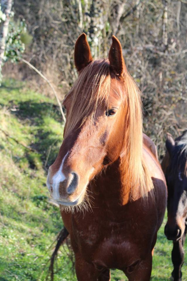 Caballo castrado Pura Sangre Arabe En venta 2020 Alaz&aacute;n por AVALON CRAZY