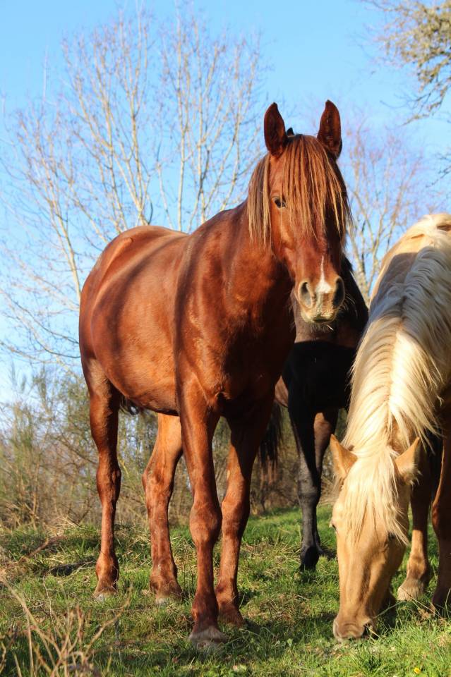 Caballo castrado Pura Sangre Arabe En venta 2020 Alaz&aacute;n por AVALON CRAZY