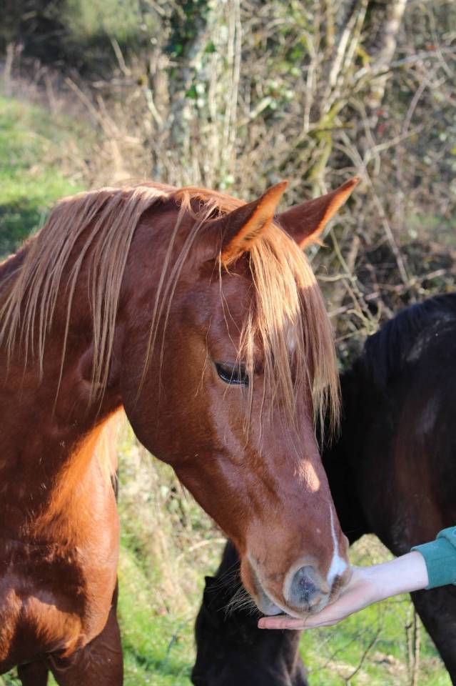 Caballo castrado Pura Sangre Arabe En venta 2020 Alaz&aacute;n por AVALON CRAZY