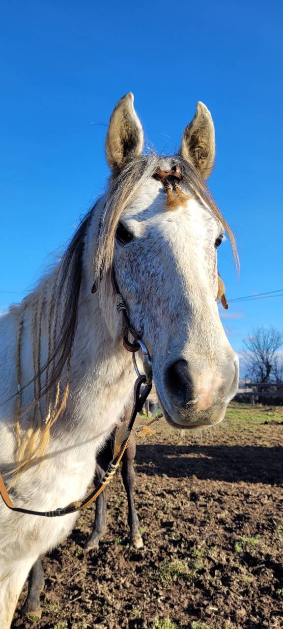 Semental Origine Constat&eacute;e En venta 2017 P&iacute;o por GP DAKOTA DANCER (USA)