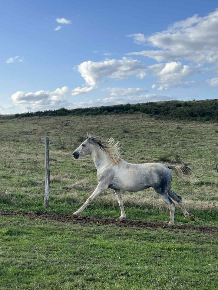Semental Origine Constat&eacute;e En venta 2017 P&iacute;o por GP DAKOTA DANCER (USA)