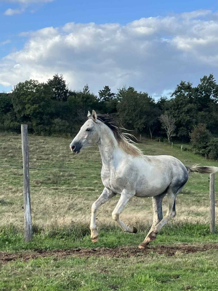 Semental Origine Constat&eacute;e En venta 2017 P&iacute;o por GP DAKOTA DANCER (USA)