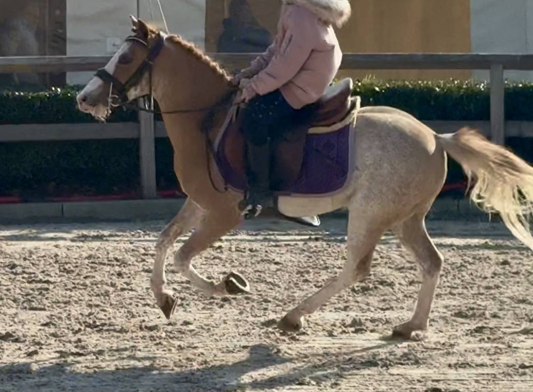 Caballo castrado Welsh Poni (Secci&oacute;n B) En venta 2016 Sorrel